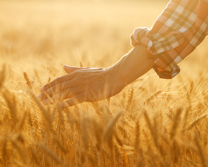 グルーポ ビンボ社